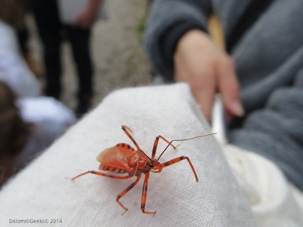 Reduve ou Rhynocoris rubricus