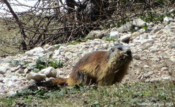 marmotte