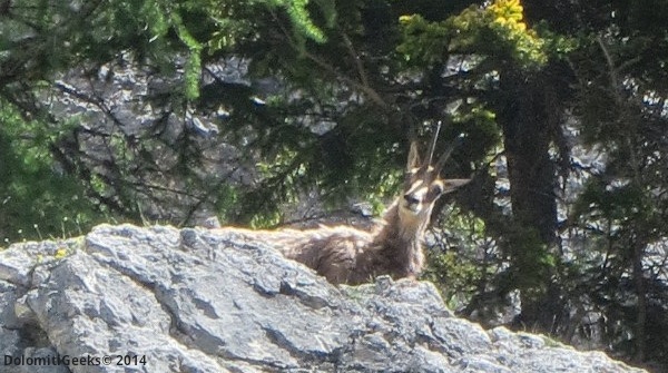 chamois