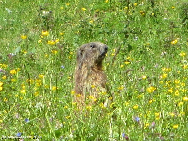 marmotte
