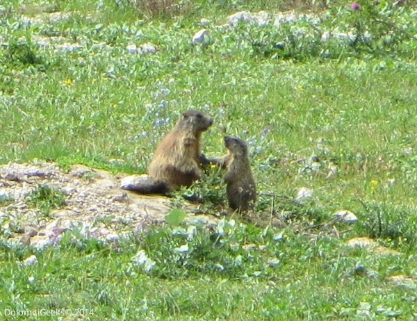 Marmotton
