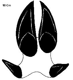 Empreinte du sanglier