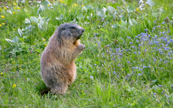 Marmotte