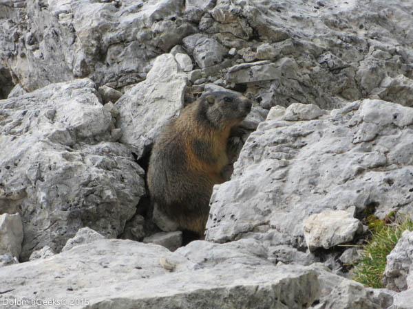 Marmotte