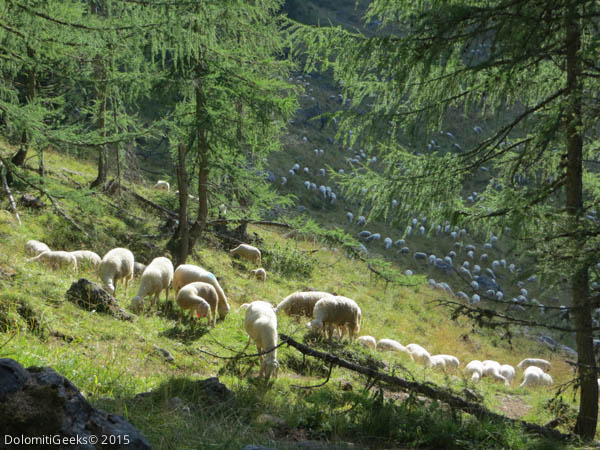 Moutons