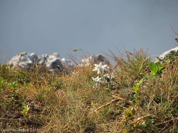 Edelweiss