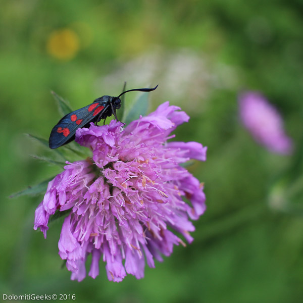 Zygène de la filipendule