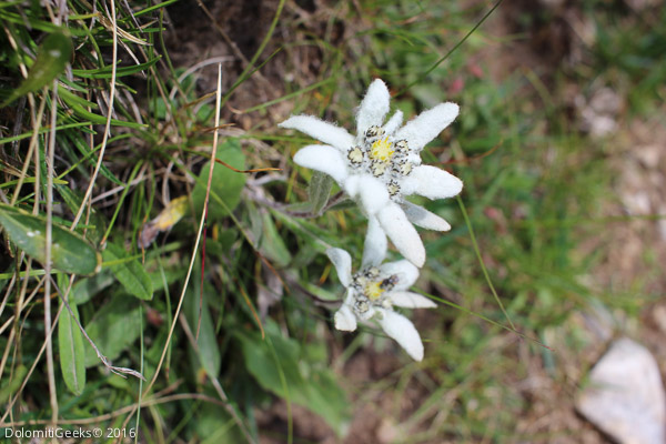 Edelweiss