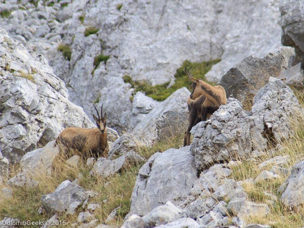 Chamois