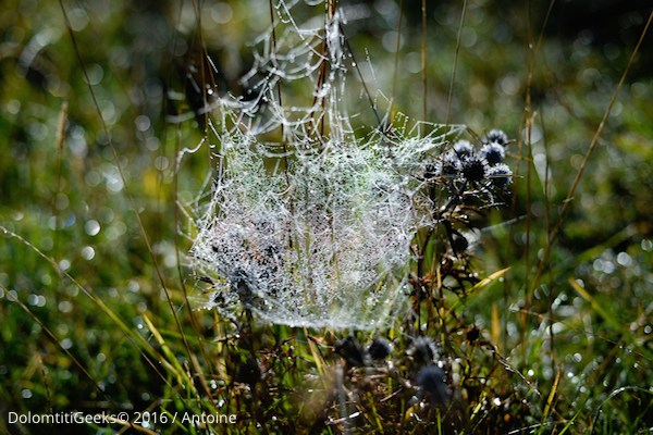 Toiles d'araignée