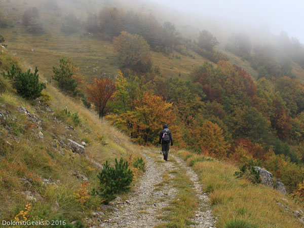 Forêt sous la pluie