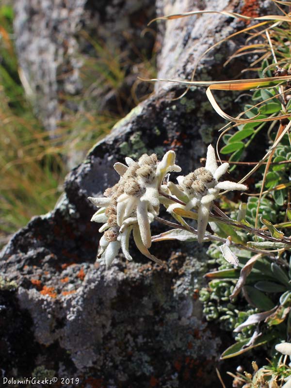 Edelweiss