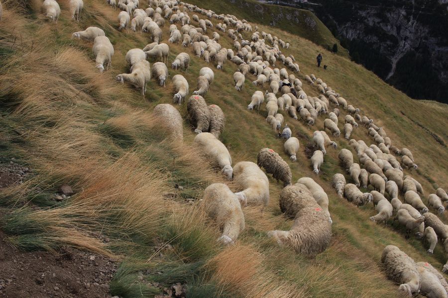 Moutons sur la Viel del Pian