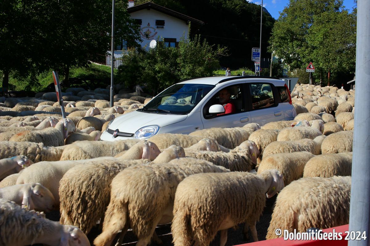 Moutons près du Lago di Tenno