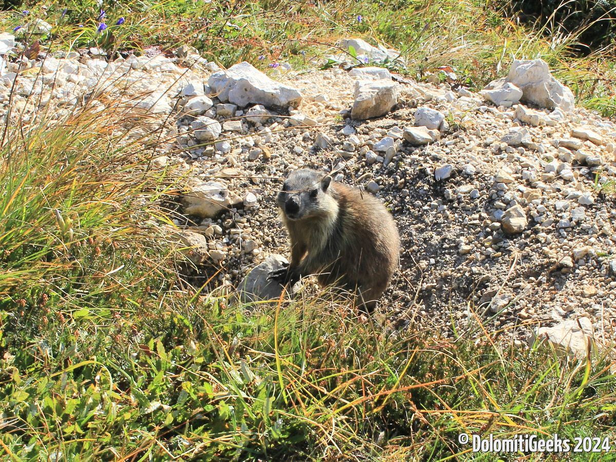 Marmotte
