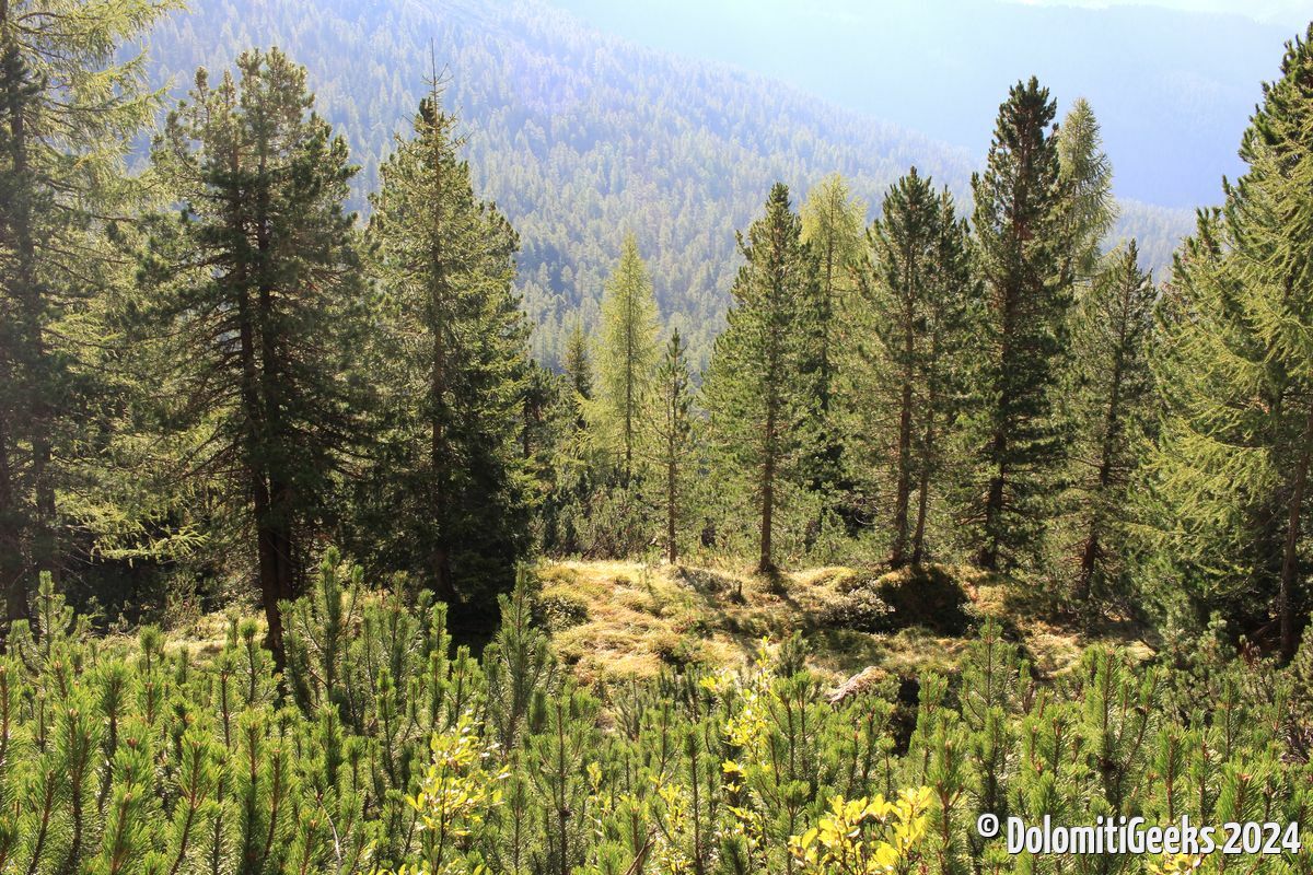 Sapins lumière du matin
