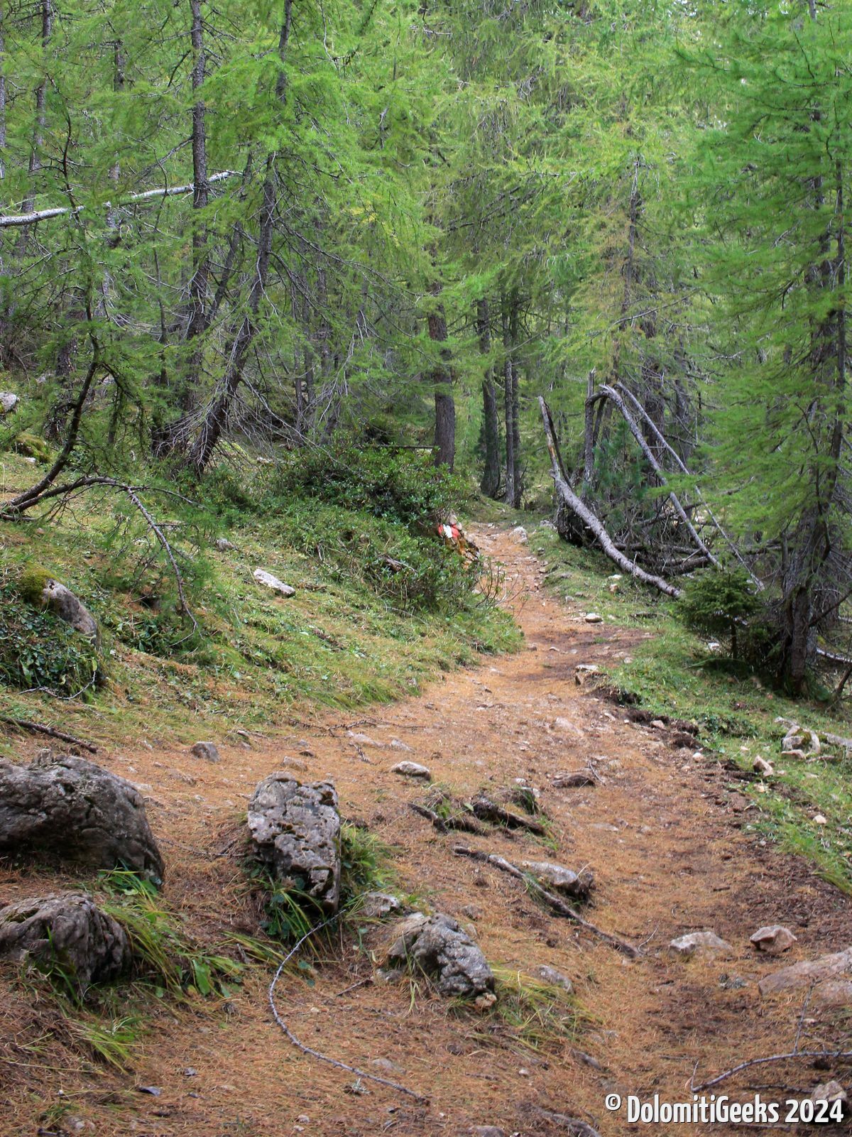 Sentier au coeur des mélèze