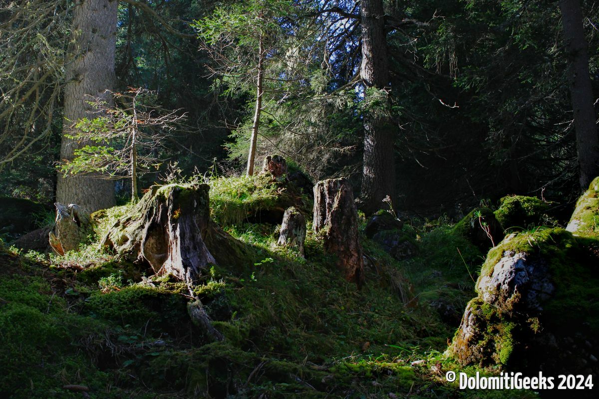 Sous-bois et belle lumière